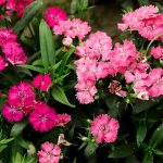 How to Grow Perennial Dianthus