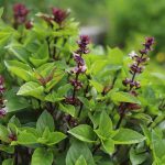 How to Grow Thai Basil Plants
