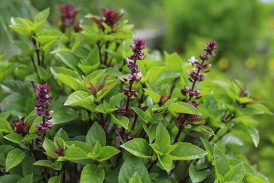 How to Grow Thai Basil Plants
