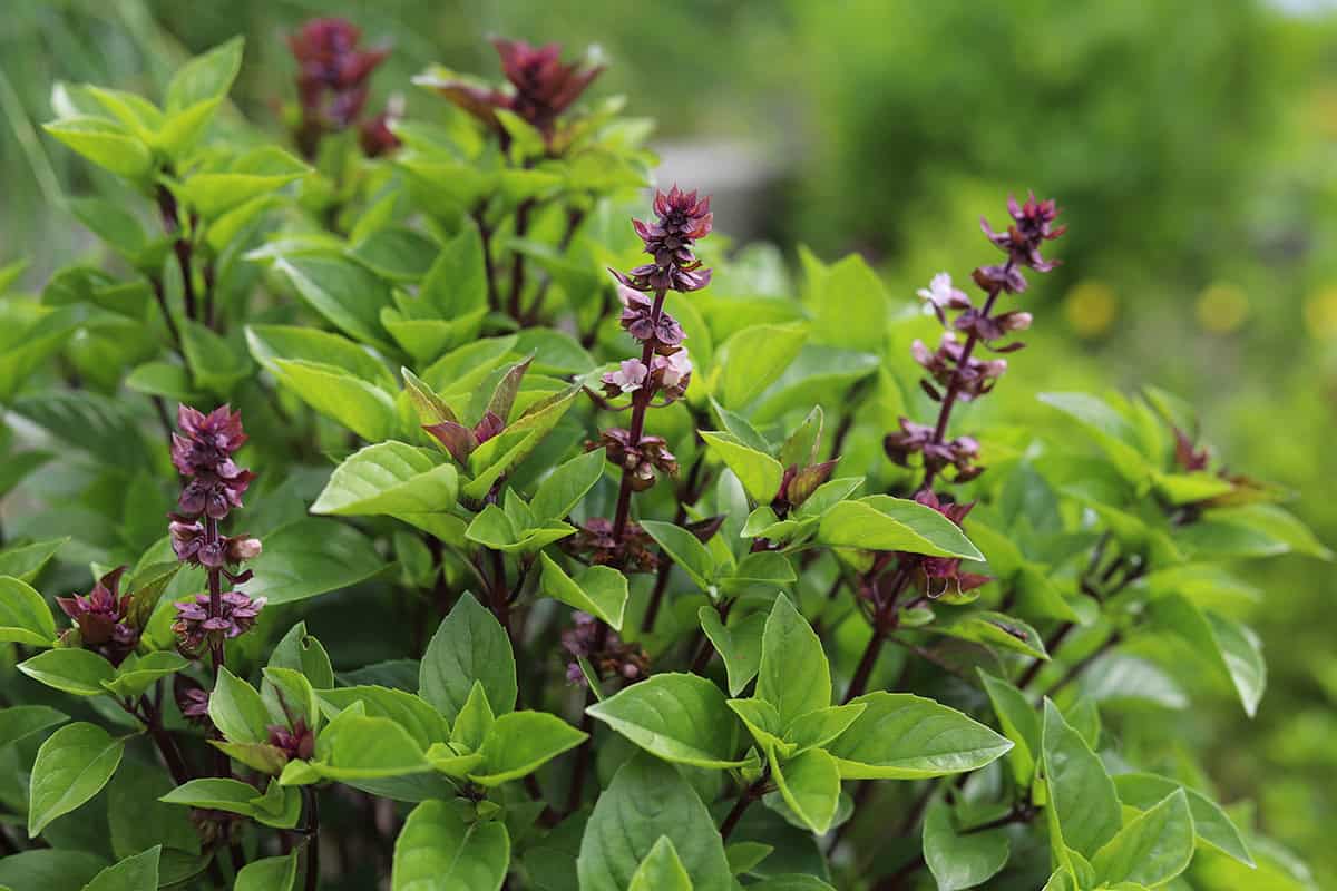 How to Grow Thai Basil Plants