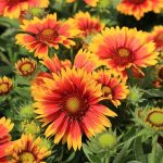 How to Grow and Care For Blanket Flower