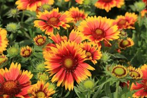 How to Grow and Care For Blanket Flower