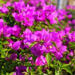 How to Grow and Care For Bougainvillea