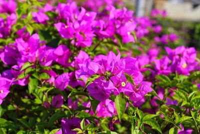 How to Grow and Care For Bougainvillea