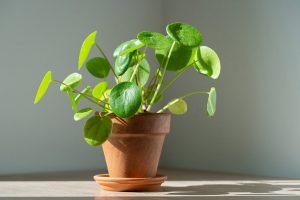 How to Grow and Care For Chinese Money Plant (Pilea Peperomioides)