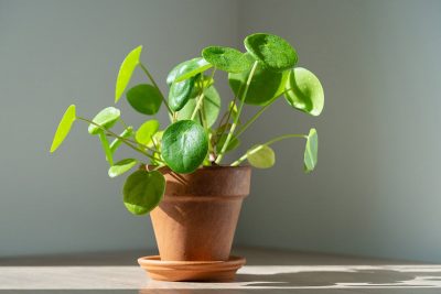 How to Grow and Care For Chinese Money Plant (Pilea Peperomioides)