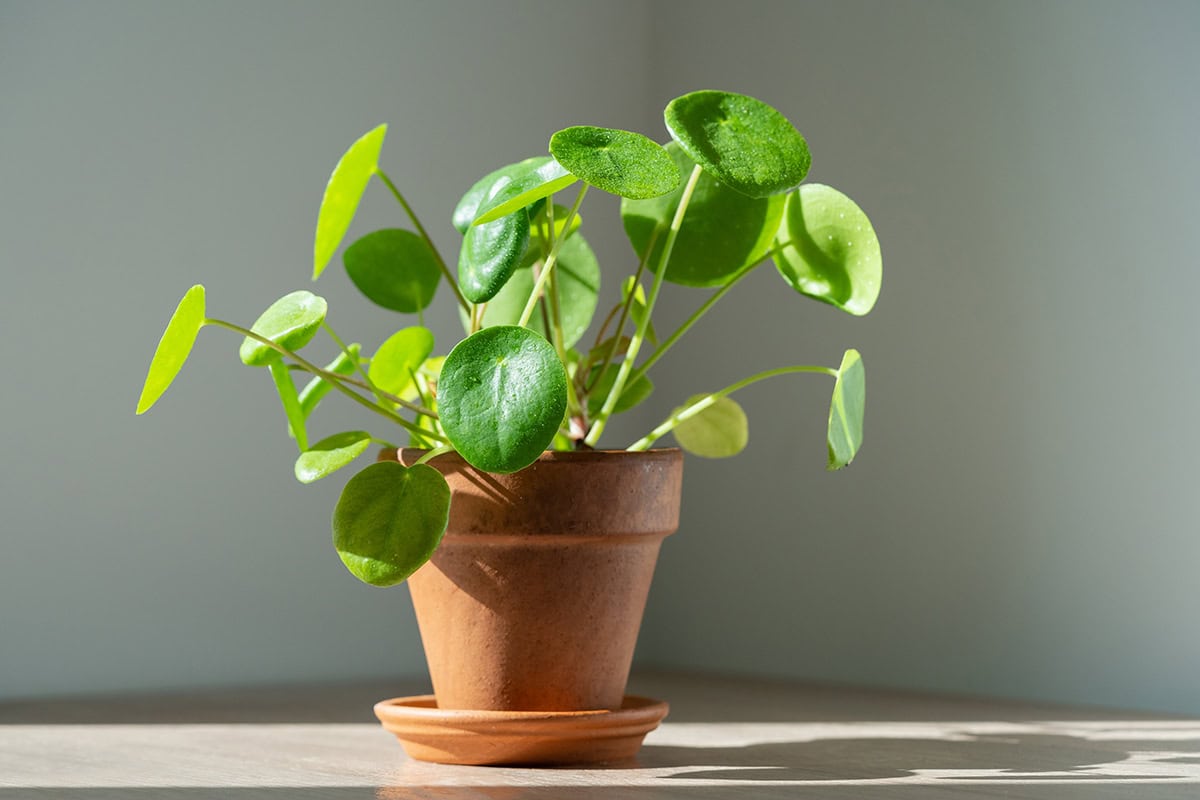 How to Grow and Care For Chinese Money Plant (Pilea Peperomioides)