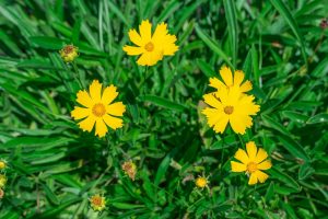How to Grow and Care For Coreopsis (Tickseed)