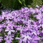 How to Grow and Care For Creeping Phlox