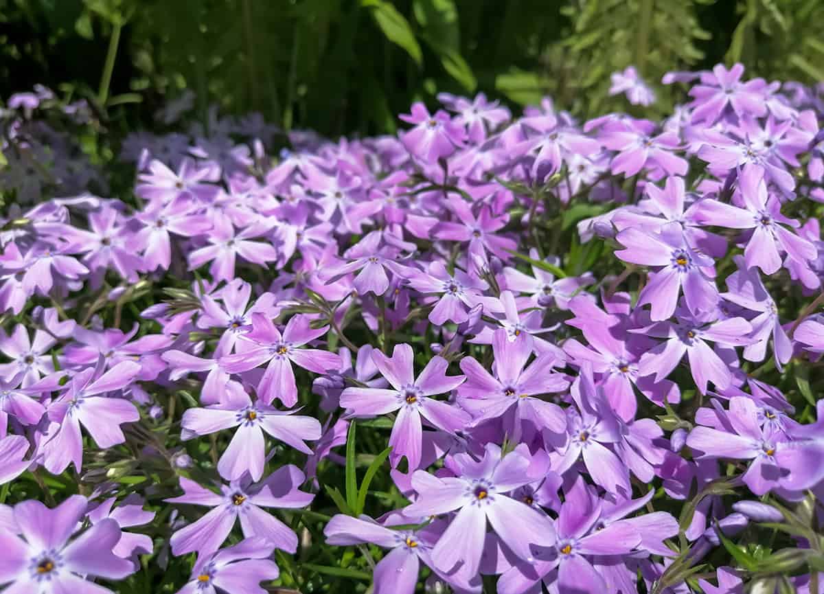 How to Grow and Care For Creeping Phlox