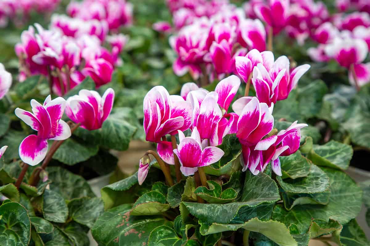 How to Grow and Care For Cyclamen
