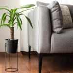 How to Grow and Care For Dracaena Marginata