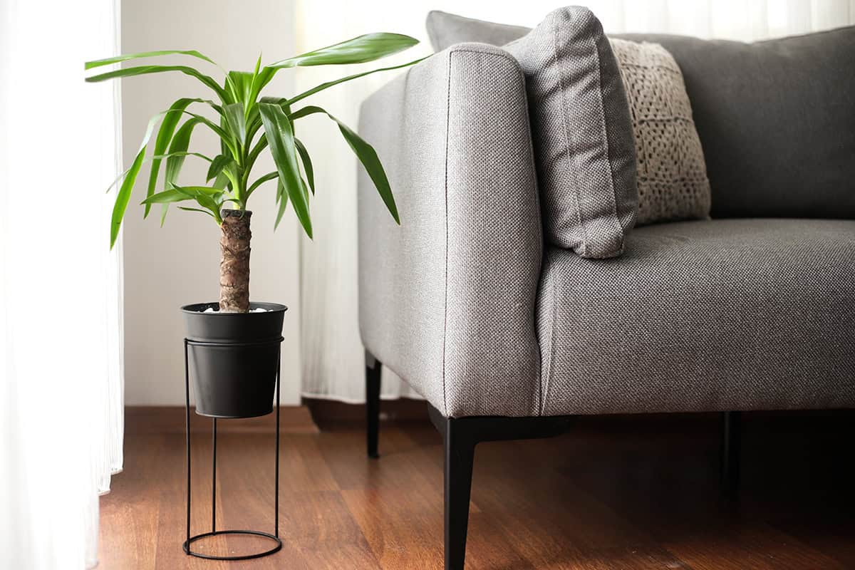 How to Grow and Care For Dracaena Marginata