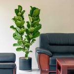 How to Grow and Care For Fiddle Leaf Indoors