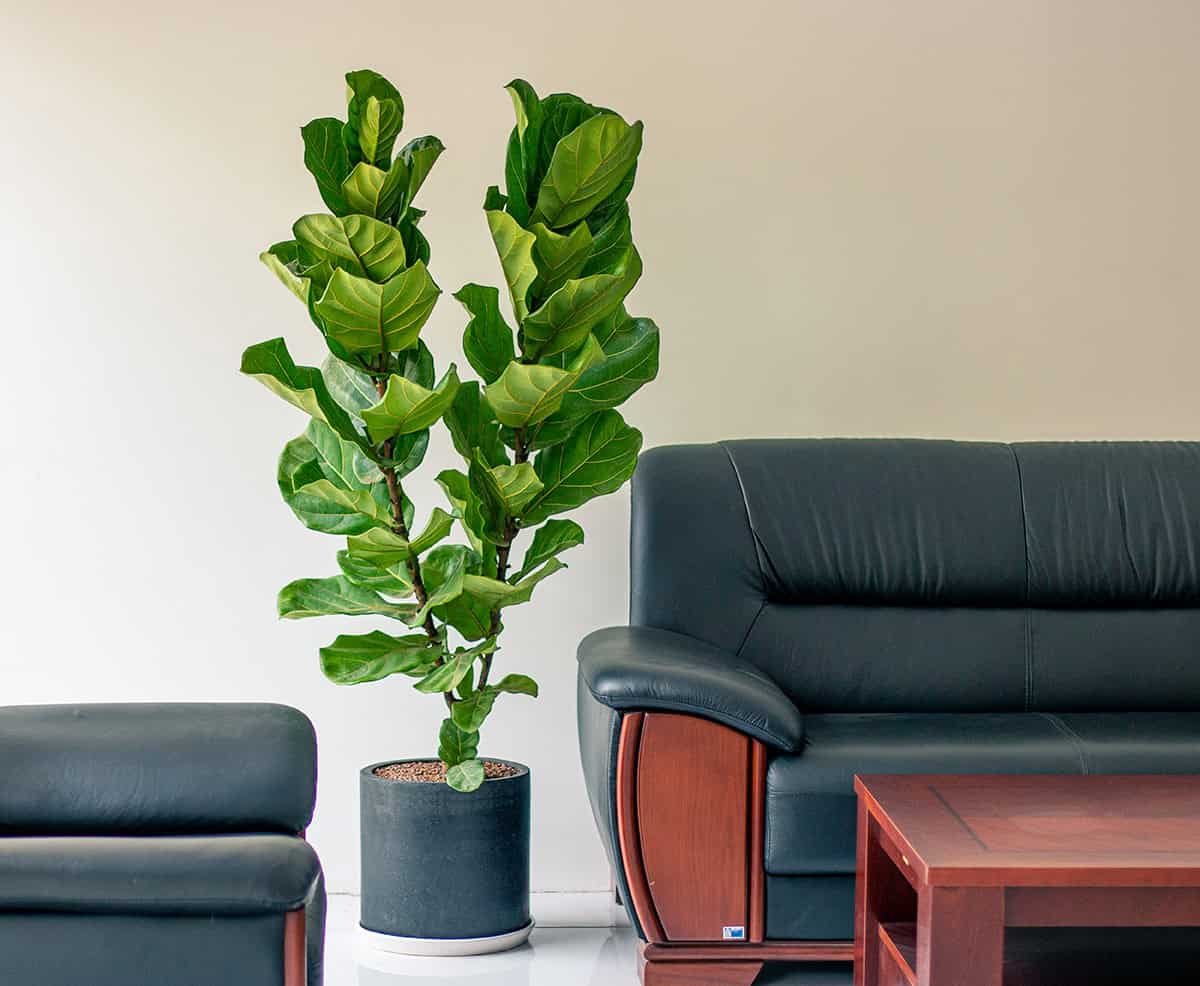 How to Grow and Care For Fiddle Leaf Indoors