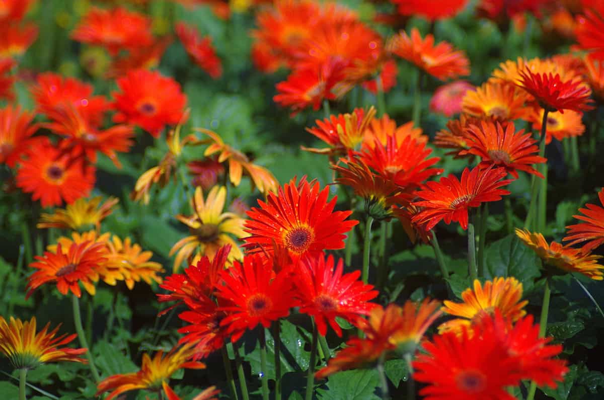 How to Grow and Care For Gerbera Daisy