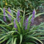 How to Grow and Care For Liriope