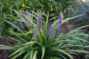 How to Grow and Care For Liriope