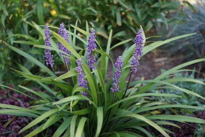 How to Grow and Care For Liriope