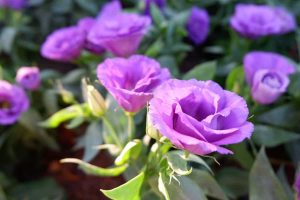 How to Grow and Care For Lisianthus (Prairie Gentian)
