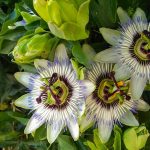 How to Grow and Care For Passionflower