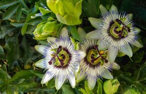 How to Grow and Care For Passionflower