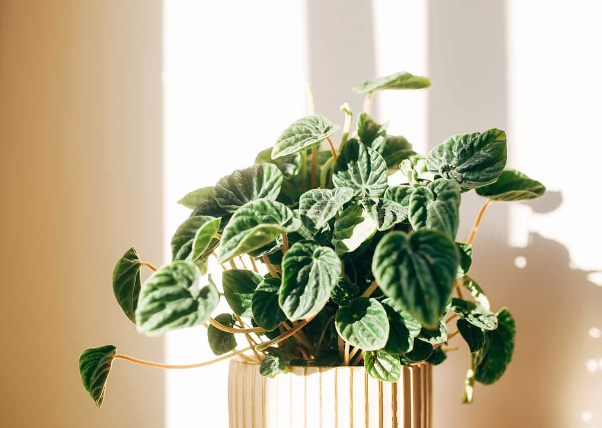How to Grow and Care For Peperomia Plants