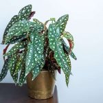 How to Grow and Care For Polka Dot Plant Indoors