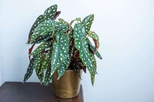 How to Grow and Care For Polka Dot Plant Indoors