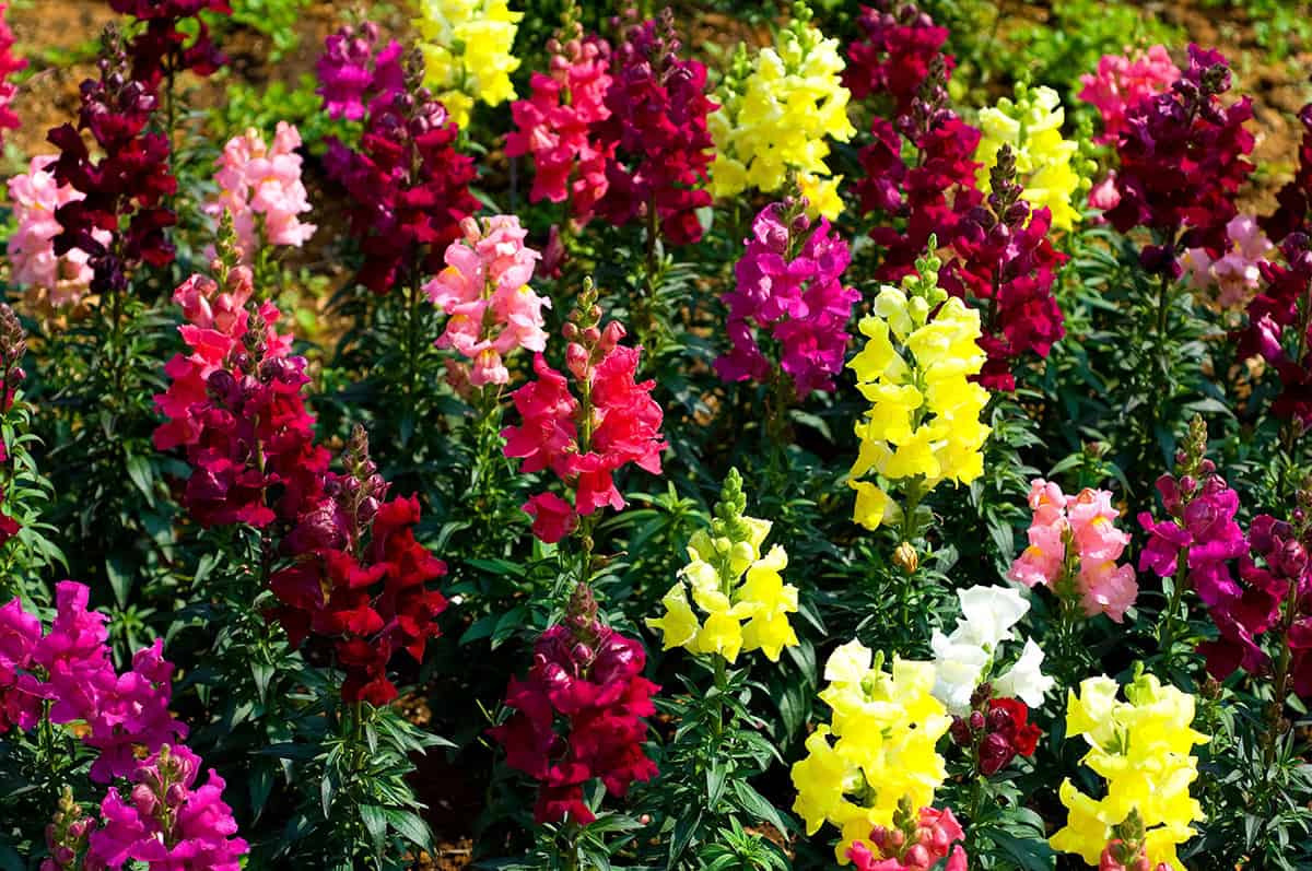 How to Grow and Care For Snapdragons Essential Tips for Vibrant Blooms