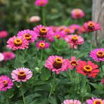 How to Grow and Care For Zinnias