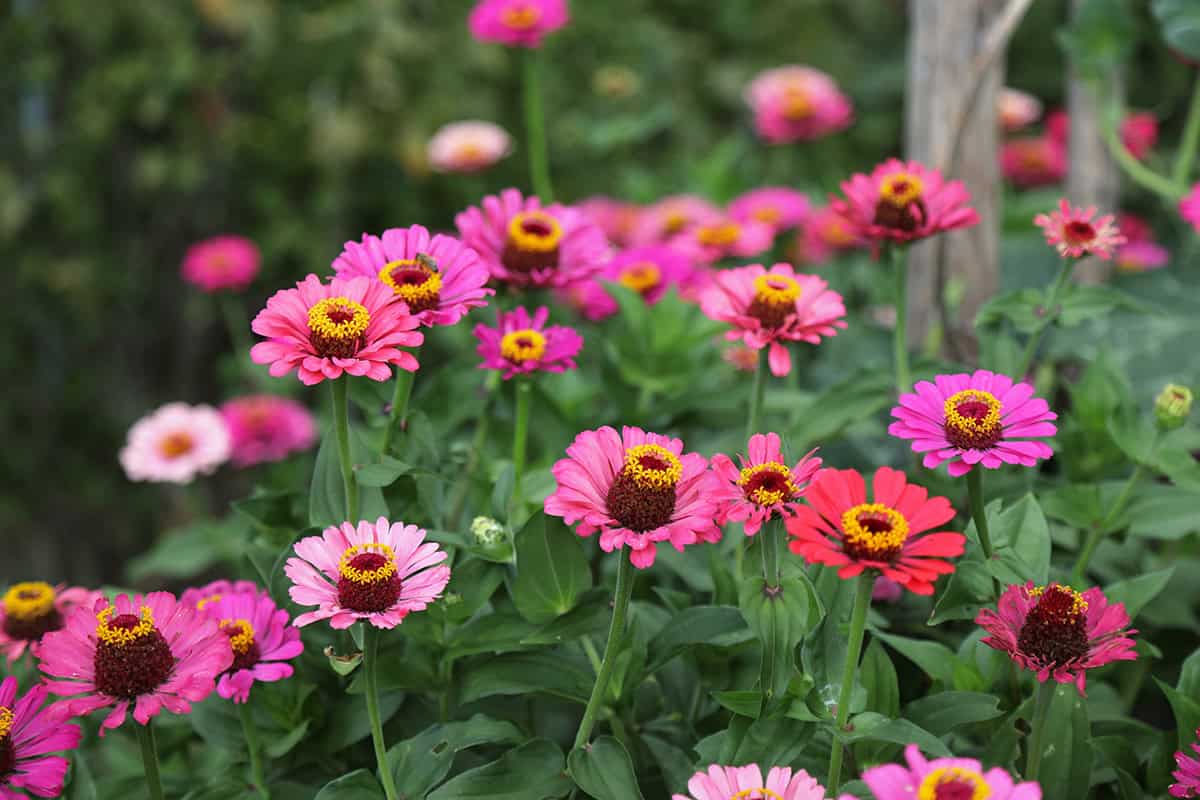 How to Grow and Care For Zinnias