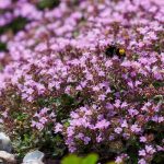 How to Grow and Care for Creeping Thyme