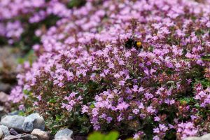 How to Grow and Care for Creeping Thyme