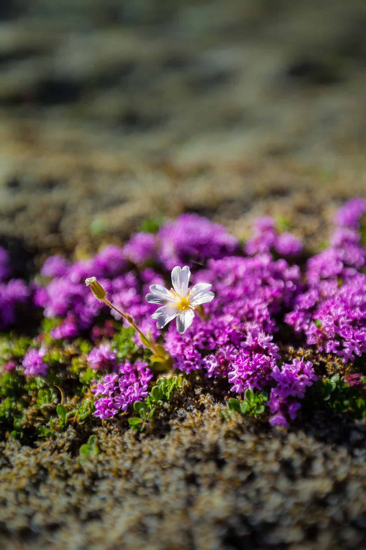 How to Plant Creeping Thyme