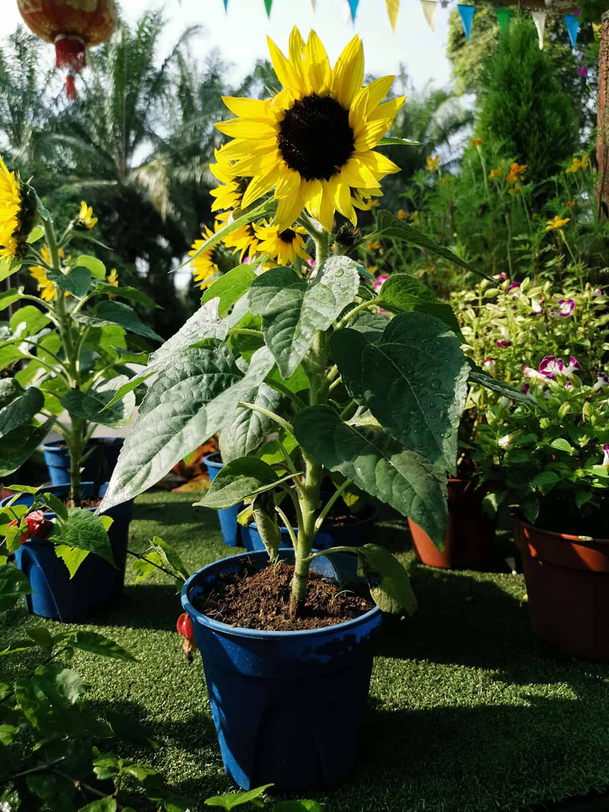 How to Plant Sunflowers