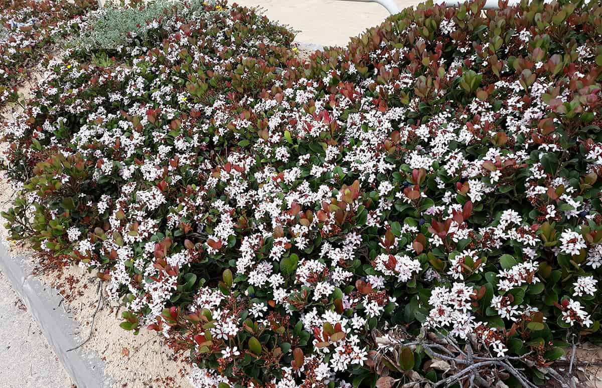 Indian Hawthorn (Rhaphiolepis indica)
