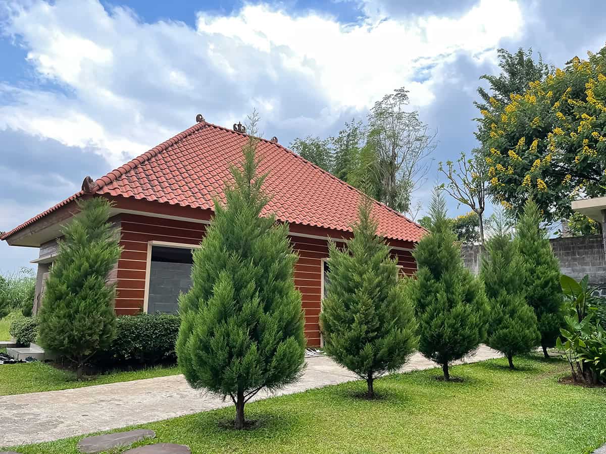 Italian Cypress (Cupressus sempervirens)