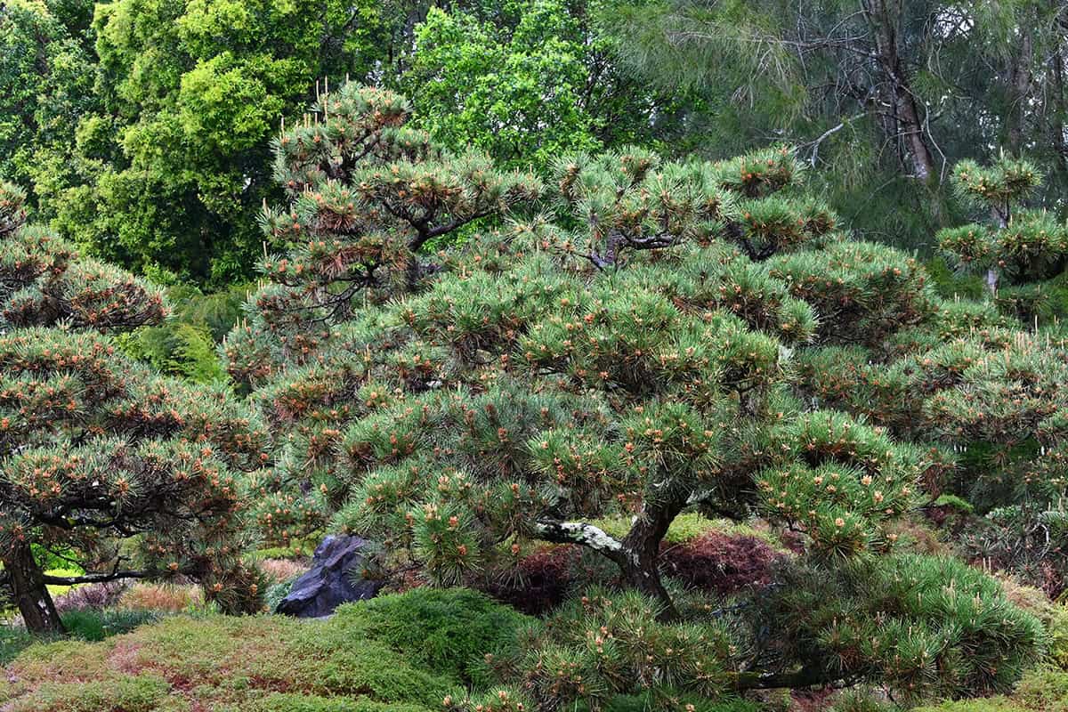 Japanese Black Pine (Pinus thunbergii)