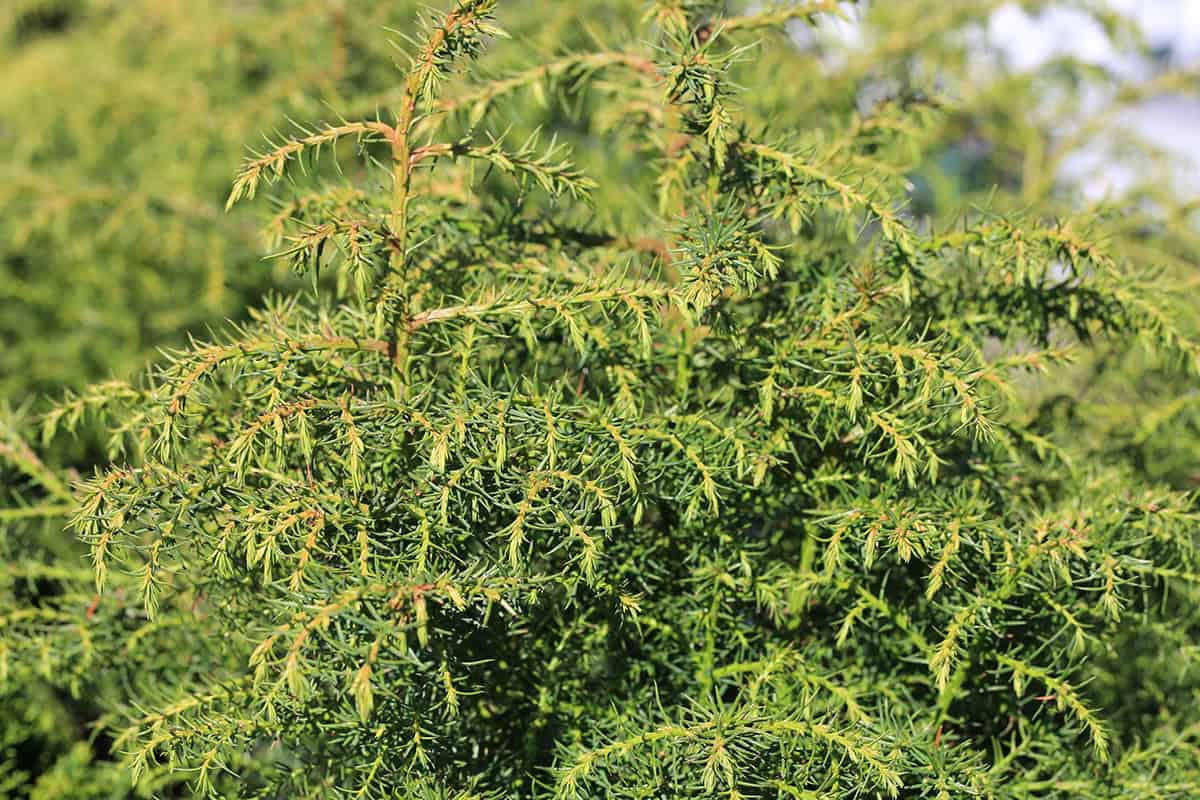 Japanese Cedar (Cryptomeria japonica)