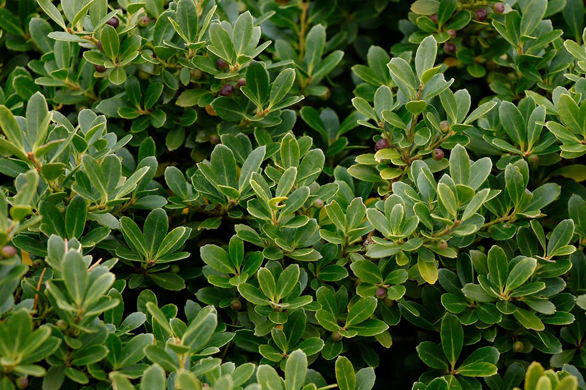 Japanese Holly (Ilex crenata ‘Helleri’, ‘Soft Touch’)