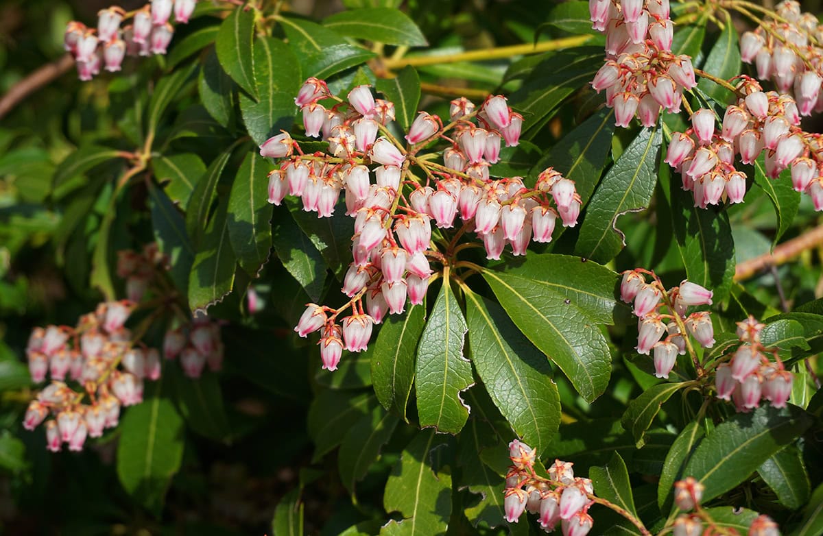 Japanese Pieris (Pieris japonica)