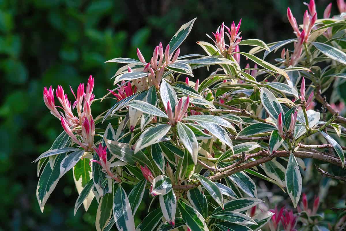 Japanese Pieris (Pieris japonica)