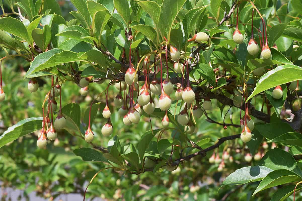 Japanese Snowbell (Styrax japonicus)