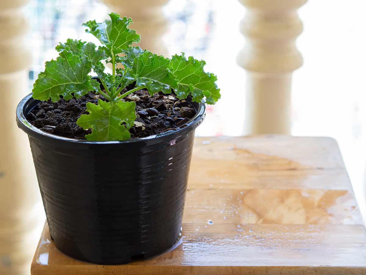 Kale