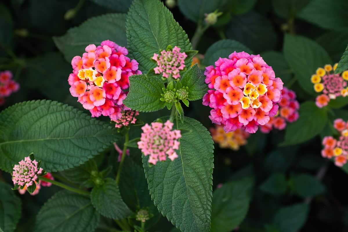 Lantana