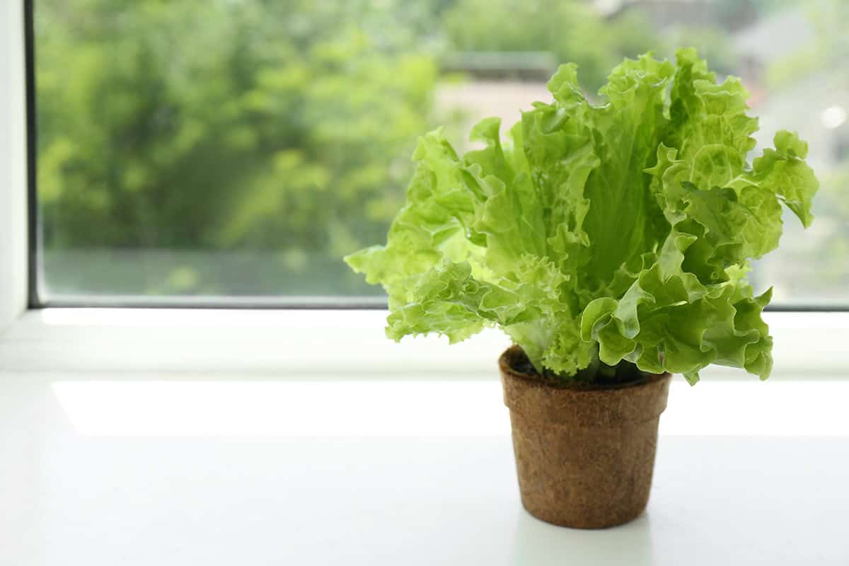 Lettuce