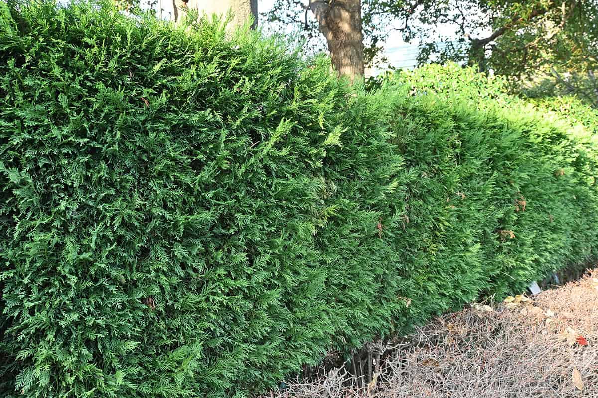 Leyland Cypress (Cupressocyparis leylandii)