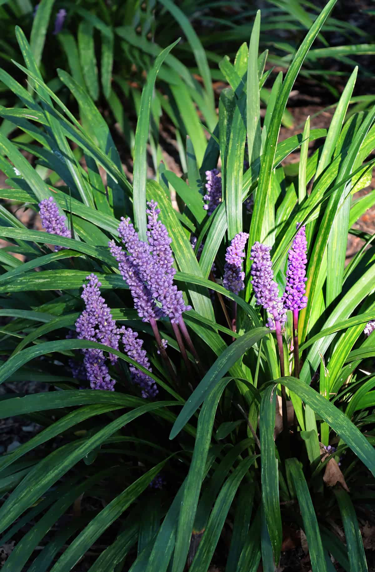 Liriope Plant Varieties