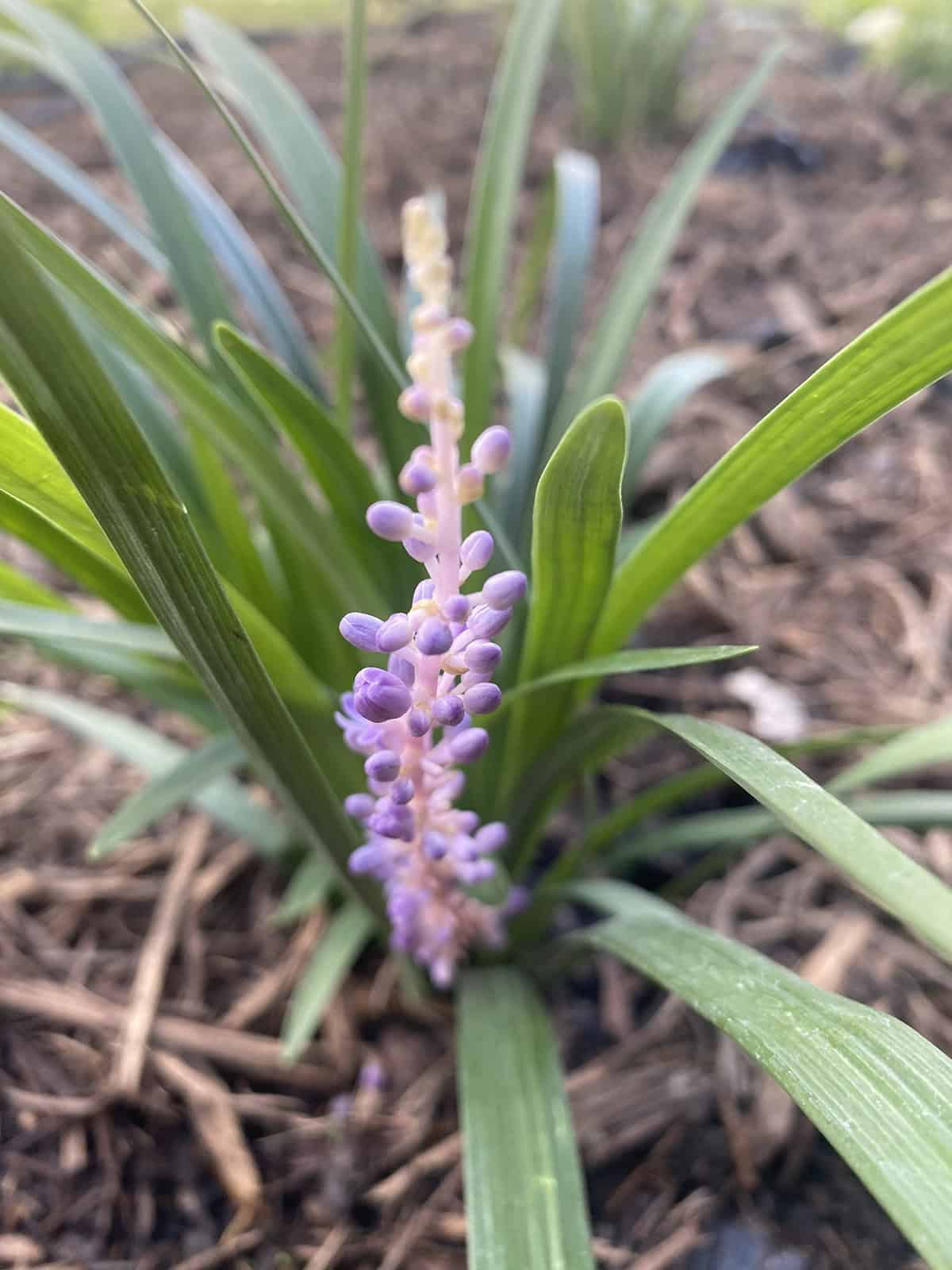 Liriope Propagation
